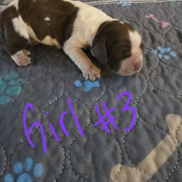 Phoebe - Liver and white female English Springer Spaniel puppy in Perry, New York from Chappell Hill Springers