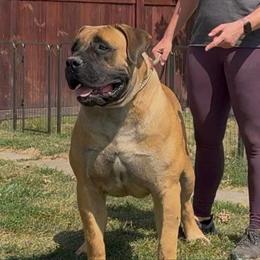 Becks - Boerboel