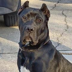 Leia - Perro de Presa Canario