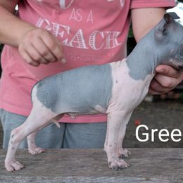 Green collar boy - Black tan and white male American Hairless Terrier puppy in Denton, Texas from Distinct American Hairless Terriers