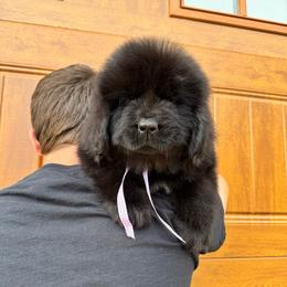 Lilac - Black female Newfoundland puppy in Nevis, Minnesota from Faithful Acres Newfs