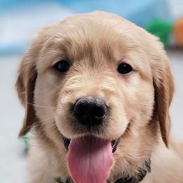 Golden Retriever Puppies from JK Goldens