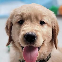 Golden Retriever Puppies from JK Goldens