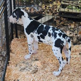 Harlequin Female 2 - Harlequin female Great Dane puppy in Gig Harbor, Washington from Lakaya Danes