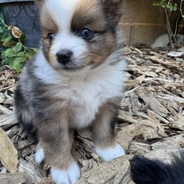 Pomeranian Puppies from Pomni Poms
