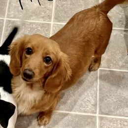 Scarlett - Dachshund