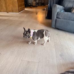 Leyla - French Bulldog