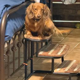 Tink - Dachshund