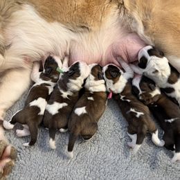 Boy 1 - male Saint Bernard puppy in Wellington, Colorado from Thunder Keg St. Bernards