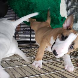Bull Terrier and Staffordshire Bull Terrier Puppies from Terri Cournoyer