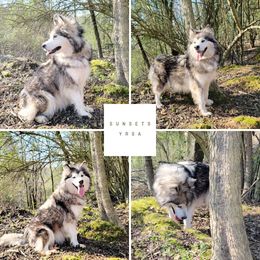 Yrsa - Alaskan Malamute