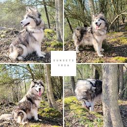 Yrsa - Alaskan Malamute