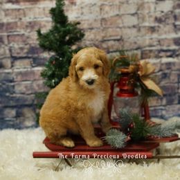 Goldendoodle and Sheepadoodle Puppies from The Farms Precious Doodles