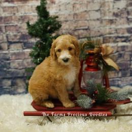 Goldendoodle and Sheepadoodle Puppies from The Farms Precious Doodles