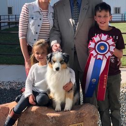 Miniature American Shepherd Puppies from Abington Miniature American Shepherds