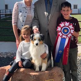 Miniature American Shepherd Puppies from Abington Miniature American Shepherds