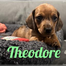Theodore - Red male Dachshund puppy in Flint, Texas from ZMC Acres Doxies