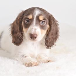 Truffle -- AKC Full Cream - Chocolate and cream female Dachshund puppy in Neosho, Missouri from A Walk In The Park