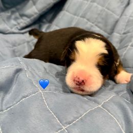 Blue Boy - Black rust and white male Bernese Mountain Dog puppy in Blacksburg, Virginia from Blacksburg Berners