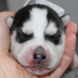 Búrfell - Siberian Husky puppy in Harrison County, Ohio from Solstice Siberians