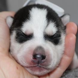 Búrfell - Siberian Husky puppy in Harrison County, Ohio from Solstice Siberians