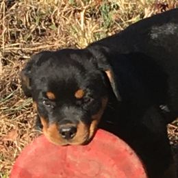 Rottweilers from Amberbaum Farms
