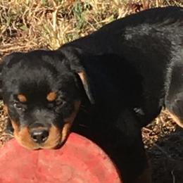 Rottweilers from Amberbaum Farms
