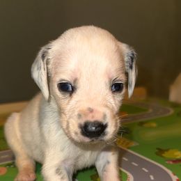 Santa - White and black male Dalmatian puppy in Bremen, Georgia from Clark’s Dalmatians