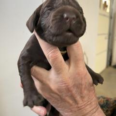 Boykin Spaniel Puppies from Sunstar Kennel