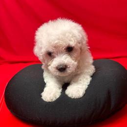 Rose - Green Collar - White female Bichon Frise puppy in 63101 (St. Louis Metro Area), Missouri from BichonSTL
