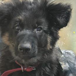 German Shepherd Puppies from Brooks High Quality Breeders