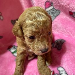 Duckie - Parti female Poodle puppy in Florence County, South Carolina from Modern Family Standards