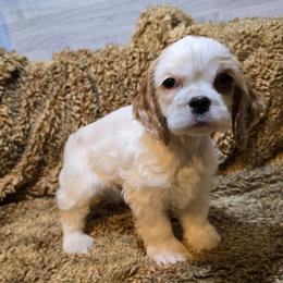 Gabby - Red and white female Cocker Spaniel puppy in Florence, South Carolina from Reddick's American Cocker Spaniels