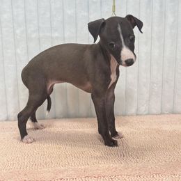 Cute As A Button - Seal female Italian Greyhound puppy in Cadwell, Georgia from All The DoDa Day Italian Greyhounds