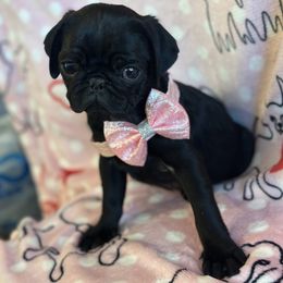 Pug Puppies from Berg Family