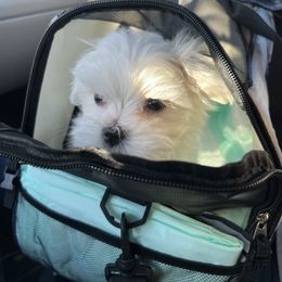 "Zero " Maltese Puppies from Genice’s Small Wonders