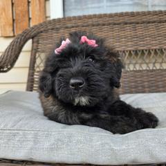 AKC Zinnia - Silver and gray female Bouvier des Flandres puppy in Marionville, Missouri from Sandbox Puppies