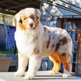 Australian Shepherd and German Shepherd Puppies from Trademark Kennels