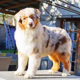 Australian Shepherd and German Shepherd Puppies from Trademark Kennels