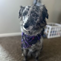 Australian Shepherd All Grown Up from Aussie Angels