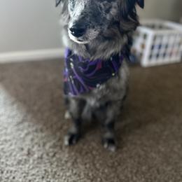 Australian Shepherd All Grown Up from Aussie Angels