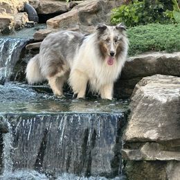 Shetland Sheepdog puppies from Agee's World of Shelties