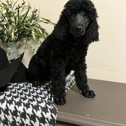 Pippy - Black female Poodle puppy in Douglas, Georgia from Big Mama’s Beauties