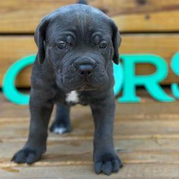 Miracle City Teal - Gray female Cane Corso puppy in Conroe, Texas from Miracle City