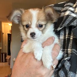 Ember - Red female Papillon puppy in Surprise, Arizona from Papillons in Arizona