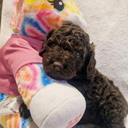 Dolce - Chocolate female Labradoodle puppy in Ocean Breeze, Florida from 7 Puppies