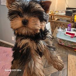 Harry - Blue and gold male Yorkshire Terrier puppy in Alden, Minnesota from Sparrow Yorkshire Terriers