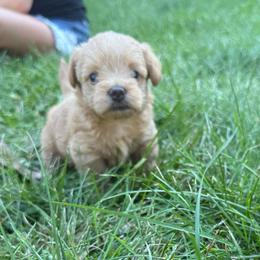 Brooke-Girl 2 - Red female Assorted Doodle Crosses puppy in River Falls, Wisconsin from Dottie's Doodles