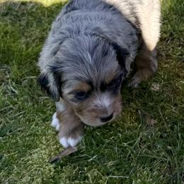 Valentino - Blue merle male Aussiedoodle puppy in Grants Pass, Oregon from Woodwind Miniatures