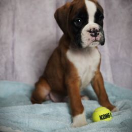 Boxer Puppies from Big Mac Boxers